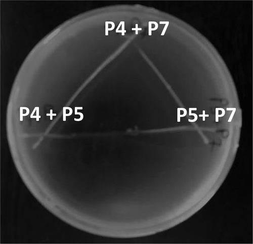 Figure 1. Cross inoculation of P4, P5 and P7 showing no signs of antagonism among them.