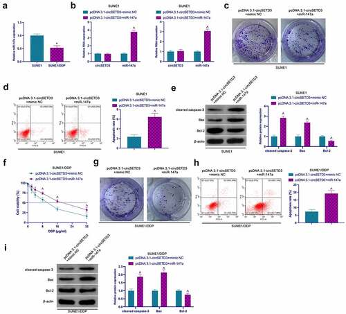 Figure 4. CircSETD3 accelerates NPC proliferation and DDP resistance through miR-147a. (a) RT-qPCR assessment of miR-147a in SUNE1 and SUNE1/DDP cells; (b) RT-qPCR detection of circSETD3 and miR-147a in SUNE1 and SUNE1/DDP cells transfected with pcDNA3.1-circSETD3 and miR-147a mimic; (c, g) Colony formation assay for detection of the proliferation of SUNE1 and SUNE1/DDP cells transfected with pcDNA3.1-circSETD3 and miR-147a mimic; (d, h) Flow cytometry detection of apoptosis of SUNE1 and SUNE1/DDP cells transfected with pcDNA3.1-circSETD3 and miR-147a mimic; (e, i) Western blot for detection of cleaved caspase-3, Bax and Bcl-2 in SUNE1 and SUNE1/DDP cells transfected with pcDNA3.1-circSETD3 and miR-147a mimic; (f) CCK-8 detection for the viability of SUNE1/DDP cells transfected with pcDNA3.1-circSETD3 and miR-147a mimic; Measurement data were exposed as mean ± standard deviation (n = 3); vs the SUNE1, *P < 0.05; vs the pcDNA3.1-circSETD3 + mimic NC, ^P < 0.05.