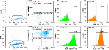 Figure 1. MACS separated and expanded CD133+ cells detection by flow cytometry. The upper row shows isotype-negative control, the lower row shows CD133- and CD34-positive cells percent. R1 = 98.6%, RN1 = 71.2% = CD34+ cells and RN2 = 94.1% = CD133+ cells.