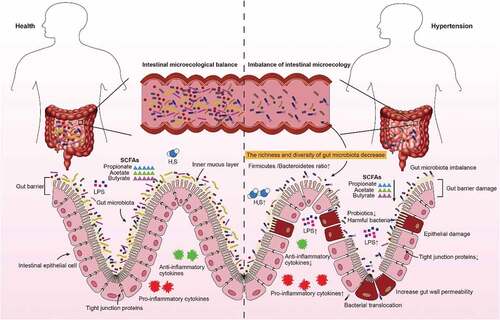 Figure 2. The relationship between gut microbiota and hypertension. In healthy individuals, the gut microbiota is in a dynamic balance, including homeostasis of gut microbiota and normal gut barrier function. Patients with hypertension have obvious gut microbiota imbalance and gut barrier dysfunction, including increased harmful bacteria and hydrogen sulfide and LPS, decreased beneficial bacteria and short-chain fatty acids, decreased intestinal tight junction proteins and increased intestinal permeability.