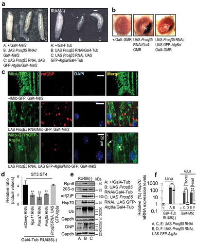 Figure 6. Enhancing the expression of autophagic effectors (Atg8a) alleviates the proteasome dysfunction-induced loss of mitostasis and proteome instability. (a) Stereoscope viewing of 3rd instar control (+/Gal4-Mef2, +/Gal4-Tub) or transgenic larvae expressing the shown transgenes in muscles (Gal4-Mef2 driver) or ubiquitously (Gal4-Tub inducible driver). (b) Stereoscope viewing of adult transgenic flies’ eyes after eye-targeted Prosβ5 RNAi or combined Prosβ5 and GFP-Atg8a OE. (c) CLSM viewing of Mito-GFP reporter and of GFP-Atg8a, along with immunofluorescence staining of muscles tissues with a ref(2)P antibody and DAPI in shown transgenic larvae. (d) ST3:ST4 mitochondrial ratio in tissues of shown transgenic larvae. (e) Immunoblotting analyses of tissue protein samples from shown transgenic larvae; samples were probed with antibodies against Rpn6, 20S-α, ref(2)P, Hsp70, ubiquitinated (Ub) and carbonylated (DNP) proteins. (f) Relative expression (vs. control) of the Hsp70 gene in larvae or adult flies expressing the shown transgenes. Mhc, muscle specific driver; mRNA expression levels were assayed in dissected head (enriched in neural tissues) and thorax (enriched in muscle tissues) samples. Unless otherwise indicated, data refer to 3rd instar stage larvae not exposed to RU486 (driver, Gal4-Tub). Arrows in (c, lower panel) denote lysosome-like structures positive for GFP that colocalize with ref(2)P. Gapdh (e) probing was used as input reference. Bars, ± SD; n ≥ 2; **P < 0.01.