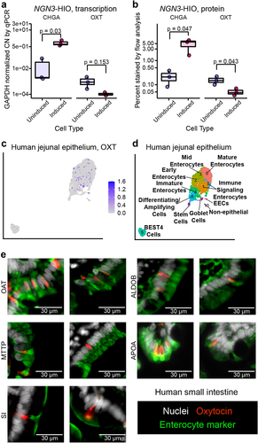 Figure 3. Oxytocin is an enterocytic hormone. a) copy number (CN) of CHGA and OXT transcripts by qPCR and b) percent chromogranin A and oxytocin positive cells measured by flow cytometry in uninduced and induced J2-NGN3 HIOs. For a, points represent averaged triplicate qPCR data each from a separate pooled batch of three 3D organoid wells, and where product could not be amplified, a GAPDH CN normalized value of 1e-5 was used. Only p values < 0.05 are shown, which were determined from the least squares means derived from a linear model with pairwise comparisons corrected using a Benjamini-Hochberg multiple testing correction (see Supplemental Tables S2 and S3). UMAP of Gut Cell Atlas adult jejunal epithelium scRNA-Seq dataCitation32 labeled with c) oxytocin counts or d) identified cell clusters (see Supplemental Figure S3J and Supplemental Table S6). e) oxytocin (red) co-stained with enterocyte markers OAT, MTTP, SI, ALDOB, or APOA (green) in 6 μm sectioned human small intestinal tissue. Nuclei stained with DAPI are shown in white. a, b: n = 3 HIO batches with three or more replicate wells combined; c, d: n = 2,791 cells from 4 different patients.