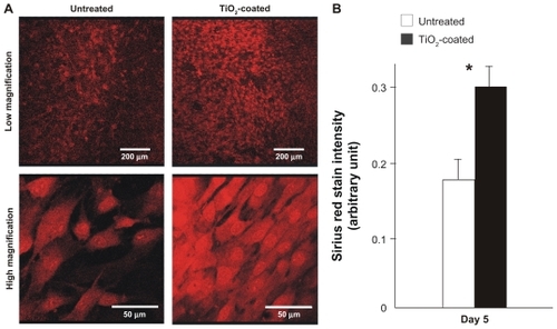 Figure 9 Collagen production by muscle cells cultured on the microroughened titanium surfaces with and without 15 minutes of TiO2 coating at day 5. (A) Low and high magnification confocal microscopic images of cells after Sirius red staining. (B) The stained Sirius red was quantified colorimetrically.Notes: Data are mean ± standard deviation (n = 3). *P < 0.05, statistically significant difference between the two substrates.