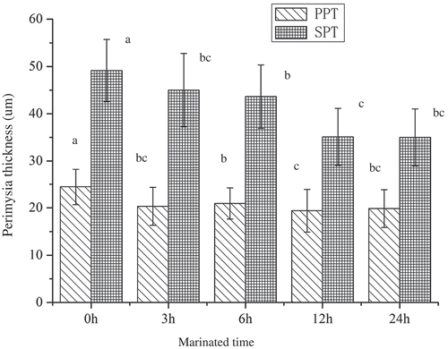 Figure 3. Perimysium thickness of semitendinosus muscle. Note: PPT: primary perimysium thickness; SPT: secondary perimysium thickness. Each value was expressed as the mean ± SD, different letters above the error bars significantly differ at p < 0.05.Figura 3. Grosor del perimisio en el músculo semitendinoso. Nota: PPT: grosor del perimisio primario; SPT: grosor del perimisio secundario. Cada uno de los valores se expresa como la media ± DE; las distintas letras que se encuentran sobre las barras de error indican diferencias significativas a un nivel de p < 0.05.