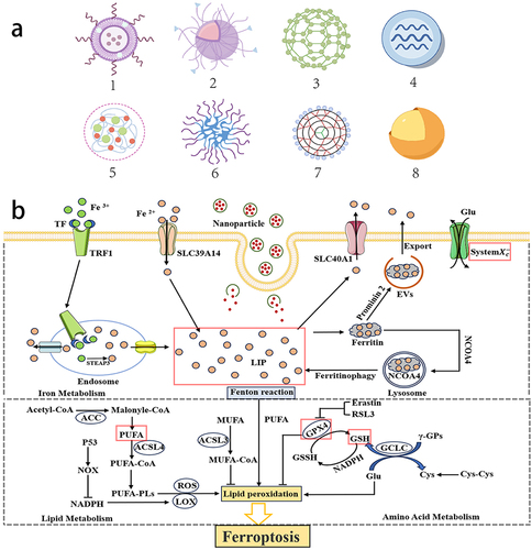 Figure 1 The occurrence and regulatory mechanisms of ferroptosis and the targets of nanoparticles intervention. (a) The schematic diagram of various nano delivery system carrier. (a-1) Nanoliposome. (a-2) Solid lipid nanoparticle. (a-3) Metal Organic Framework. (a-4) Exosome. (a-5) Hydrogel. (a-6) Polymeric micelle. (a-7) Dendrimer. (a-8) Gold nanoparticle. (b) The core network of ferroptosis regulation is roughly divided into three pathways. The first pathway involves iron metabolism, including iron import and export, storage or overload. The second pathway involves lipid metabolism including long-chain fatty acid CoA ligase 3/4 (ACSL3/4), and other enzymes. The third pathway involves amino acid metabolism, including the system Xc−/GSH/GPX4 pathway.