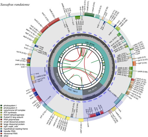 Figure 2. Chloroplast genome maps of Sassafras randaiense. Different functional groups of genes are signed according to the colored boxes. LSC: large single-copy; SSC: small single-copy; IRA: inverted repeat regions.