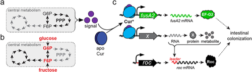 Figure 7. Model depicting the consequences of glucose and fructose on Cur activity. (a) an unknown signal(s) (purple) is putatively synthesized in response to metabolic cues derived from the PPP pathway that converts apo-Cur (dark blue) to Cur* (light blue). (b) Introduction of fructose or glucose modulate central metabolism to reduce Cur signal(s), thereby hindering products necessary for intestinal colonization. (c) Cur* increases transcription of fusA2 (green) and an unidentified gene (gray), whose product(s) govern Roc abundance by interacting with the roc mRNA leader region (red).