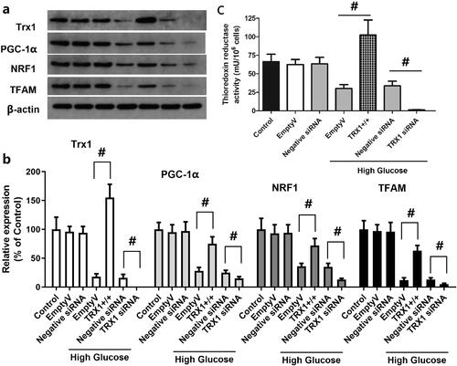 Figure 7. Effect of TRX1 overexpression or siRNA on the expression of TRX1, PGC-1α, NRF1 and TFAM and thioredoxin reductase activity. Figure 7(a) shows representative western blot images of TRX1, PGC-1α, NRF1 and TFAM; Figure 7(b) shows the fold-change in the expression of these proteins compared with that of the control; Figure 7(c) shows the changes of thioredoxin reductase activity. TRX1 overexpression significantly increased the expression of TRX1, PGC-1α, NRF1 and TFAM and thioredoxin reductase activity; TRX1 siRNA significantly decreased their expression and the thioredoxin reductase activity compared with that of the negative control siRNA. TRX1: thioredoxin1; PGC-1α: peroxisome proliferator-activated receptorγcoactivator-1α; NRF1: Nuclear respiratory factor 1; TFAM: mitochondrial transcription factor A; Eda: edaravone. #p < 0.05 between groups. N = 12.