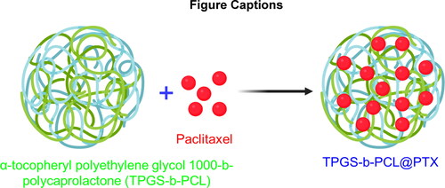 Figure 1. Graphical representation of fabrication of copolymeric block of α-tocopheryl polyethylene glycol 1000-b-polycaprolactone (TPGS-b-PCL) incorporating paclitaxel (termed as T-b-P@PTX).