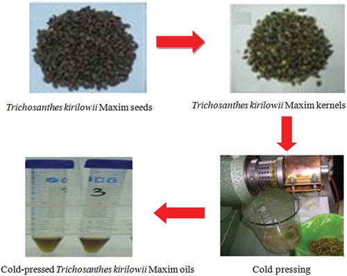 FIGURE 1 The process of the cold-pressed T. kirilowii seed oil extraction.