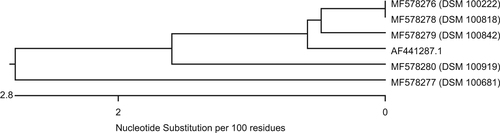 Fig. 2 Sequence similarity of genes derived fromM. odoratusshowing homology toblaTUS-1(AF441287.1)