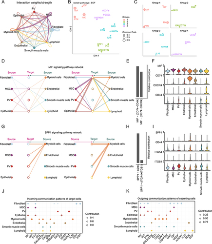 Figure 7 Cell–cell communications in human endometrium. (A) Cell–cell communications. (B) Jointly projecting and clustering signaling pathways into a shared two-dimension manifold according to their functional similarity. The size is proportional to the total communication probability. (C) Magnified view of each pathway group. (D) The inferred MIF signaling pathway network in human endometrium. Left and right portions show the autocrine and paracrine signaling, respectively. Circle sizes are proportional to the number of cells in each cell group and edge width represents the communication probability. (E) Relative contribution of each ligand-receptor pair to the overall MIF signaling pathway network. (F) Expression distribution of MIF signaling genes. (G) The inferred SPP1 signaling pathway network in human endometrium. Left and right portions show the autocrine and paracrine signaling, respectively. Circle sizes are proportional to the number of cells in each cell group and edge width represents the communication probability. (H) Relative contribution of each ligand-receptor pair to the overall SPP1 signaling pathway network. (I) Expression distribution of SPP1 signaling genes. (J and K) The dot plot showing the comparison of incoming and outgoing signaling patterns of secreting cells. The dot size is proportional to the contribution score computed from pattern recognition analysis. Higher contribution score implies the signaling pathway is more enriched in the corresponding cell group.