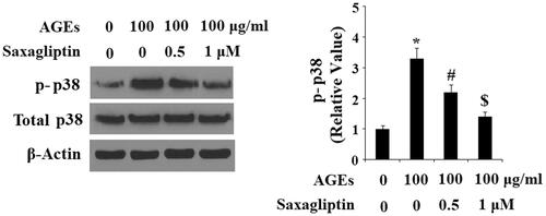 Figure 6. Saxagliptin inhibited phosphorylation of p38. Primary human chondrocytes were treated with 100 μg/ml AGEs in the presence or absence of 0.5 and 1 μM saxagliptin for 2 h. Phosphorylated and total p38 were determined by western blot analysis (*, #, $, p < .01 vs. previous column group).