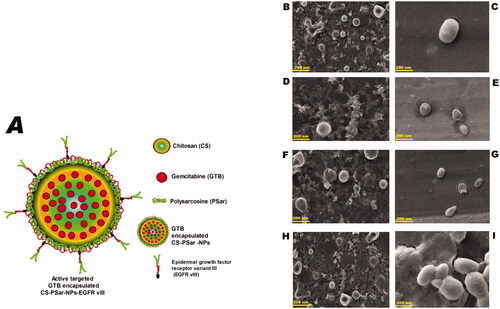 Figure 1. (A) Diagram presentation of chitosan (CS) core and polysarcosine (Psar) surface-coated epidermal growth factor receptor variant III (EGFR vIII) scaffold polymeric nanoparticles (CS-PSar-NPs-EGFRvIII) SEM photomicrographas of cationic nanoparticles prior to and following encapsulation, (B) blank CS nanoparticles, (C) gemcitabine-loaded CS-NPs, (D) blank PSar-NPs nanoparticles, (E) gemcitabine-loaded PSar-NPs, (F) blank PLL-PSar-NPs, (G) gemcitabine-loaded PLL-PSar-NPs, (H) Blank CS-PSar-NPs, and (I) gemcitabine-loaded CS-PSar-NPs.