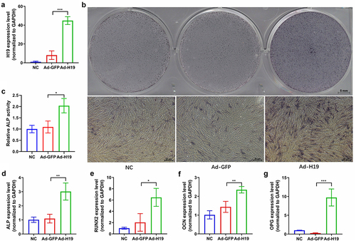 Figure 5. Overexpression of the lncRNA H19 enhances osteogenic differentiation of hUCMSCs. Cultures of hUCMSCs were uninfected (nonspecific control, ‘NC’) or infected with recombinant adenovirus expressing GFP (‘Ad-GFP’) or lncRNA H19 (‘Ad-H19’). (a) qRT-PCR results from day 3 confirmed the overexpression of lncRNA H19. (b) ALP staining on day 7. (c) Semi-quantitative analysis of ALP activity on day 7. (d-g) Expression of osteogenic markers ALP, RUNX2, OCN, and OPG after osteogenic induction on day 7. *P < 0.05, **P < 0.01, ***P < 0.001.