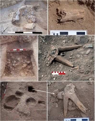 Figure 17 Capra horn cores within features at WF16 (a) with a hearth (762) constructed in the floor of Structure O75; (b) within the trough in the floor of Structure O75; (c) within a pit adjacent to hearths in a mud-clay surface constructed over the floor of Structure O75, prior to the formation of the midden (photos: S. Mithen and B. Finlayson).