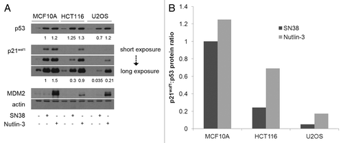 Figure 1. p53 and p21waf1 protein levels induced by SN38 and Nutlin-3. (A) Cells were incubated with 10 ng/ml SN38 or 10 µM Nutlin-3 for 24 h. Protein levels were assessed by western blotting. (B) The ratio of p21waf1 to p53 protein levels were compared with that of MCF10A after 24 h of SN38.