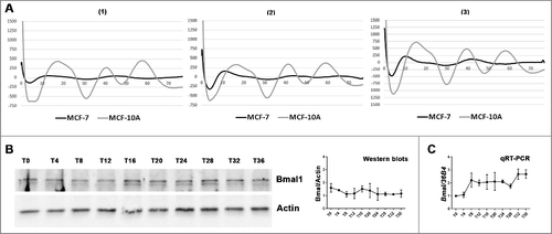 Figure 3. Lack of evident circadian oscillation of Bmal1 expression in serum shocked MCF-7 cells (A): Average real-time bioluminescence traces of serum shocked MCF-7 p(Bmal1)-dLuc or MCF-10A p(Bmal1)-dLuc reporter cell lines. Three different cell confluences were used at the beginning of record, condition (1) was around 10–15%, condition (2) was around 20–25% and condition (3) was around 30–40%. The plotted data represent bioluminescence (photon count/sec) against time (hours). For details see Material and Methods. The circadian period and the statistical significance of the computed period are determined by Periodogram analysis. MCF-10A p(Bmal1)-dLuc reporter cells presented one significant rhythm of Bmal1 promotor activation, condition: (1) p<0.048, Period = 20.5h; (2) p<0.048, Period = 21.5 h; (3) P<0.0005, Period = 21.7 h. However, MCF-7 p(Bmal1)-dLuc cells did not show any consistent oscillation in Bmal1 expression (p>0.05, NS for every confluence condition). (B): Western-blot analysis did not revealed an obvious oscillation in Bmal1 protein expression oscillation in serum shocked MCF-7 cells. Bmal1 protein expression was analyzed every 4 h after serum shock for 36 h. Actin was used as a control of protein loading. (C): qRT-PCR analysis revealed that MCF-7 cells did not display an obvious rhythm in Bmal RNA expression. Bmal1 RNA expression was analyzed every 4 h after serum shock for 36h. 36B4 was used as reference for relative quantification of target gene mRNA.