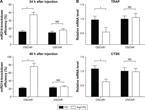 Figure 5 Cell-specific knockdown efficiency of miR214 in vivo.Notes: *P<0.05. (A) Real-time qPCR analysis for miR214-knockdown efficiency in OSCAR+ and OSCAR− cells sorted from bone marrow by FACS from Ovx mice administered free anti-miR214 injection of PU–anti-miR214 and Asp8-PU–anti-miR214 at 24 and 48 hours after administration; (B) real-time qPCR analysis for mRNA expression of TRAP and CTSK in OSCAR+ and OSCAR− cells sorted from bone marrow by FACS from Ovx mice administered PU–anti-miR214 and Asp8-PU–anti-miR214 at 48 hours after administration; (C) real-time qPCR analysis for miR214-knockdown efficiency in OSCAR+ and OSCAR− cells sorted from bone marrow by FACS from Ovx mice pretreated with PBS or Asp8 followed by administration of Asp8-PU–anti-miR214 at 24 and 48 hours; (D) real-time qPCR analysis for mRNA expression of TRAP and CTSK in OSCAR+ and OSCAR− cells sorted from bone marrow by FACS from Ovx mice pretreated with PBS or Asp8 followed by administration of Asp8-PU–anti-miR214 at 48 hours. All data presented as means ± SE, n=6 per group.Abbreviations: qPCR, quantitative polymerase chain reaction; PU, polyurethane; FACS, fluorescence-activated cell sorting; OSCAR, osteoclast associated receptor; Ovx, ovariectomized; NS, not significant.