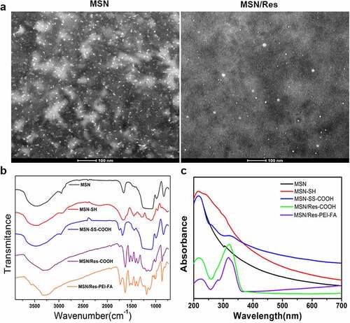 Figure 1. Preparation and characterization of resveratrol-loaded (Res-loaded) mesoporous silica nanoparticles (MSN)