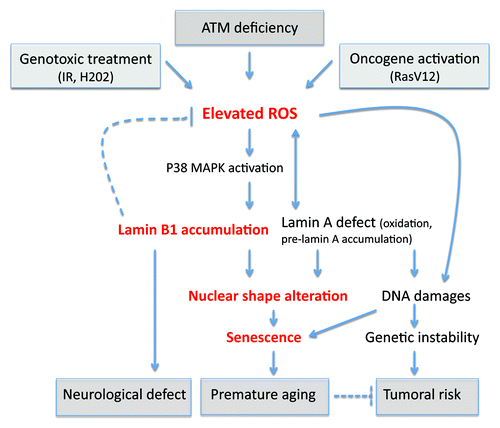 Figure 2. Consequences of oxidative stress through lamins dyregulation. An elevated ROS level has been observed after genotoxic stress, oncogene activation, or deficiency of ATM. We found that in ataxia telangiectasia, the elevated ROS leads to an accumulation of lamin B1 by p38 MAPK activation. This accumulation leads to nuclear shape alteration and senescence. Interestingly, it has been proposed that the duplication of lamin B1 is responsible for demyelination of centraln nervous system in adult-onset autosomal dominant leukodystrohy (ADLD) and might potentially explain other neurological defects. Redox regulation is altered in Hutchinson-Gilford progeria cells or in lamin B1-deficient cells. Oxidative stress affects the function of lamin A by oxidation. Altered levels of lamin accumulation and defects in lamins cause alterations in nuclear shape and lead to senescence. Lamin A dysregulation affects DNA damage signaling and repair, leading to genetic instability. This genetic instability can partially participate in premature aging and may also cause the tumoral predisposition observed in DDR pathies. However, in laminopathies, no cancer predisposition is observed, suggesting in this case that senescence hampers the proliferation of cells harbouring DNA damage.
