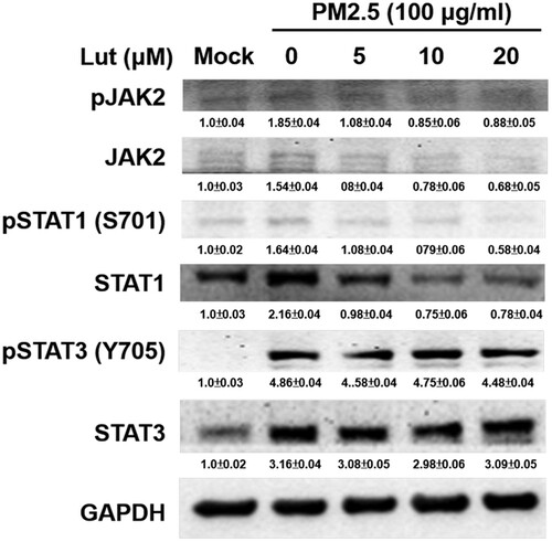 Figure 6. Luteolin inhibits JAK2 and STAT1 but not STAT3 expressions in PM2.5-stimulated MH-S cells. MH-S cells were untreated (mock) or pre-treated with various concentrations of luteolin (5, 10 and 20 μM) for 1.5 h and then untreated (mock) or treated with PM2.5 (100 μg/ml). After 24 h, cell lysates were blotted to detect JAK2, STAT1, STAT3, pJAK2, pSTAT1 and pSTAT3 proteins. Data are representative of at least three independent experiments and values are expressed in mean ± SD (n ≥ 3). *P < .05 (significant difference compared with mock cells).