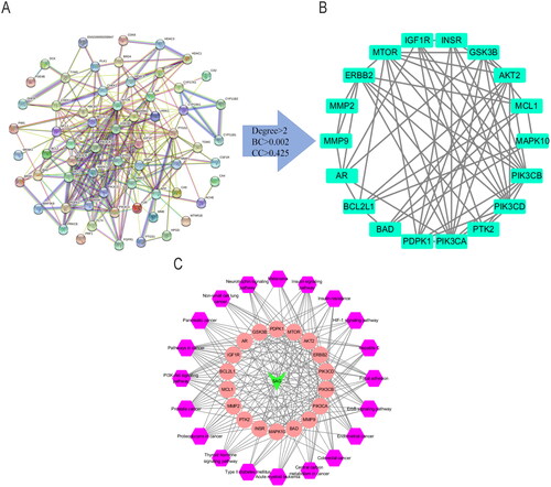 Figure 3. (A) The Protein-protein interaction (PPI) network of 71 common targets of SAG and Melanoma. (B, Table 1) According to the screening threshold values of degree >2, betweenness-centrality >0.00212038 and closeness-centrality >0.425, 18 key targets were screened out. (C) The PPI network of 18 core targets was then constructed including 18 nodes and 62 edges.