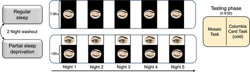 Figure 2 Experimental protocol of Experiment 2.Notes: Schematic representation of the experimental protocol of Experiment 2, consisting of regular sleep and partial sleep deprivation condition, presented in counterbalanced order and separated by two washout nights. The Testing phase was scheduled the morning following the fifth night of each condition.