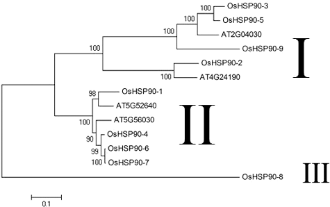 Figure 1. Phylogenetic relationship of rice nine OsHSP90 members and Arabidopsis four HSP90 members. The unrooted tree was generated using MEGA4.0 program by maximum-likelihood method.