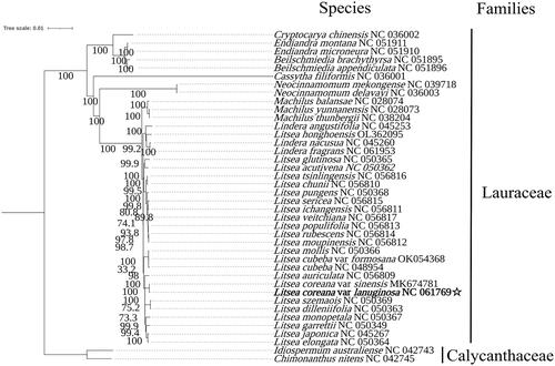 Figure 1. Maximum-likelihood phylogenetic tree of L. coreana var. lanuginosa based on complete cp genomes of 39 previously reported species. All the sequences were downloaded from NCBI GenBank. Numbers on the nodes are bootstrap values from 1000 replicates.