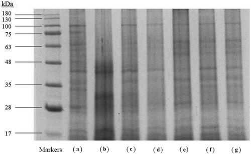 Figure 3. SDS-PAGE analysis of proteins in abalone minced meat by different softening treatments. Markers, Accupuler RGB prestained protein ladder; (A), control (untreated); (B), the abalones injected with 1% bromelain; (C), the abalones soaked in 1% bromelain with vacuum massage for 10 h. (D), the abalones soaked in 1% bromelain with ultrasound treatment for 30 min. (E), the abalones soaked in 2% sodium bicarbonate for 30 min; (F), the abalones soaked in 2% sodium bicarbonate solution with ultrasound treatment for 30 min; (G), the abalones soaked in 2% sodium hydroxide solution with ultrasound treatment for 30 min