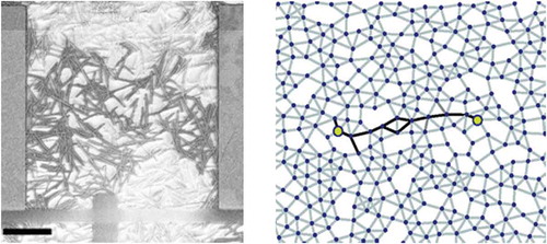 Figure 6. (a) Passive voltage contrast image (scalebar = 10 μm) of an Ag-PVP nanowire network, with darker nanowires at the same potential as the electrodes (at left and right) thus indicating a conductance path across the network. Reproduced with permission from Nirmalraj et al. [Citation98]. (b) Simulation of a random memristive network demonstrating solution of the shortest-path optimisation problem, with dark edges representing memristors switched to a low resistance state. Reproduced with permission from Pershin and Di Ventra [Citation79]