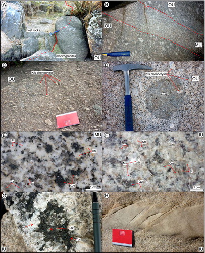 Figure 3. (A) Sharp intrusive contact between the OU monzogranites and host rocks (GPI-03). (B) Dyke of MU intruding into the OU (GPI-06). (C) Moderately oriented Kfs phenocrysts in the OU main monzogranite type (GPI-07). (D) Mafic magmatic enclave including a K-feldspar phenocryst (GPI-10). (E) Scanned section of the MU main monzogranite type. (F) A detail picture of the IU main monzogranite type. (G) Tourmaline in pegmatite segregates. (H) Aplite dyke intruding into the IU.