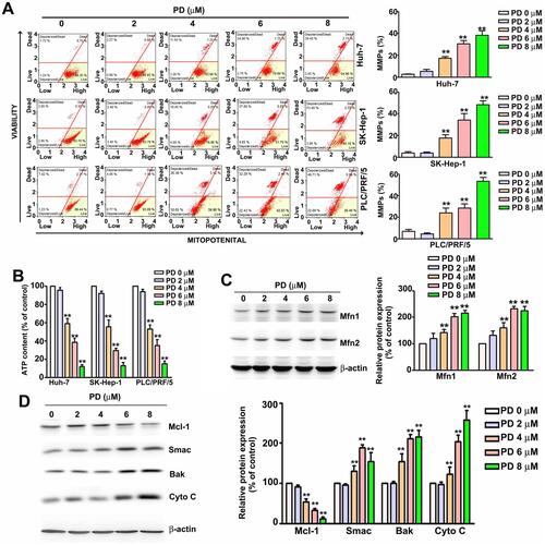 Figure 2 PD induces mitochondrial apoptosis in HCC cells. (A) Human HCC cell lines (Huh-7, SK-Hep-1, and PLC/PRF/5) treated with PD were subjected to MitoPotential assay and analyzed with the Muse cell analyzer. (B) HCC cells treated with PD for 24 h were subjected to ATP assay to determine the intracellular ATP levels. (C) Total cell lysates of SK-Hep-1 treated with PD for 24 h were subjected to Western blot to evaluate the expression of mitochondrial fusion-related proteins. (D) SK-Hep-1 cells treated with PD for 24 h. The total lysates were subjected to Western blot to evaluate the expression of mitochondrial apoptosis-related proteins. β-Actin was used as an internal loading control. **p<0.01, versus control. Data are presented as the mean ± SE of at least three independent experiments.