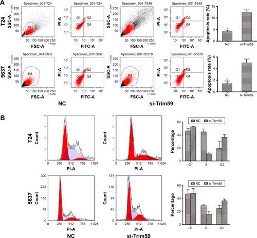 Figure 3 Trim59 inhibits cell apoptosis and promotes cell proliferation of Bca cell lines.