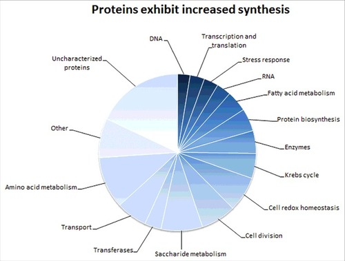 Figure 4. Proteins exhibiting increased synthesis. Diagram shows groups of proteins with increased synthesis in hupB null mutant that were detected in iTRAQ analysis. The number of these proteins is indicated in the brackets. Associated with: Amino acid metabolism (25), transport (23), saccharide metabolism (20), cell division (17), cell redox homeostasis (17), Krebs cycle (12), enzymes (11), protein biosynthesis (11), fatty acid metabolism (10), RNA (7), stress response (7), transcription and translation (7), DNA (6), lipid metabolism (3) and other [pyrimidine and purine biosynthesis (5), nucleotide metabolism (7), antibiotic response (1), capsule and LPS (2), cyanophycin (2), terpenoid (2), vitamin biosynthesis (3), iron and nitrogen (4)].