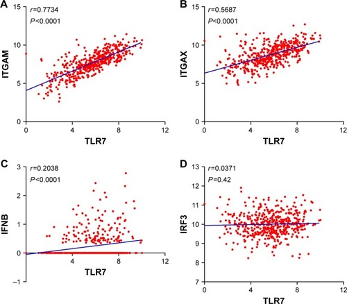 Figure 2 Correlation analysis between expressions of TLR7 and factors associated with dendritic cells (DC). Correlation analysis between (A) TLR7 and ITGAM, (B) TLR7 and ITGAX, (C) TLR7 and IFNB, and (D) TLR7 and IRF3.