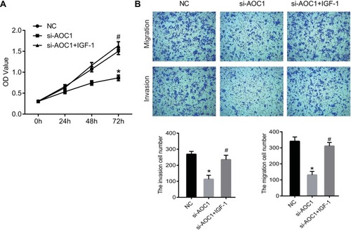 Figure 7  IGF-1 blocked the inhibition of cell proliferation, migration and invasion caused by AOC1 knockdown. AOC1 low expressing cells were treated with IGF-1, an agonist of the AKT pathway. (A) CCK8 was performed to detected the proliferation of each group cells. (B) Transwell was performed to detected the migration and invasion of each group cells. *P<0.05 vs. NC group; #P<0.05 vs. si-AOC1 group.