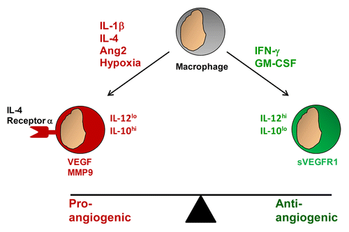 Figure 2. Macrophages can shape the balance of pro- and anti-angiogenic signals within the tumor microenvironment. Tumor-infiltrating macrophages responding to pro-angiogenic signals such as interleukin (IL)-1β, IL-4, angiopoietin 2 (ANG2), and hypoxia acquire a pro-angiogenic phenotype and secrete vascular endothelial growth factor (VEGF), as well as matrix metalloproteinase 9 (MMP9), which mobilizes VEGF for the activation of endothelial cells. In contrast, macrophages responding to anti-angiogenic signals such as interferon γ (IFNγ) and granulocyte macrophage colony-stimulating factor (GM-CSF) acquire an anti-angiogenic phenotype and produce IL-12 as well as a soluble variant of the VEGF receptor 1 (sVEGFR1), which blocks VEGF activity.