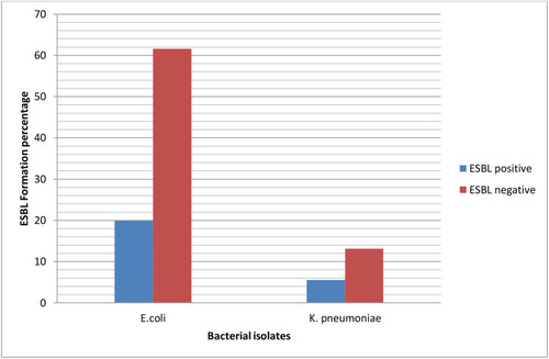 Figure 2 The distribution of ESBL-producing E. coli and K. pneumoniae isolated from the stool of apparently healthy food handlers.