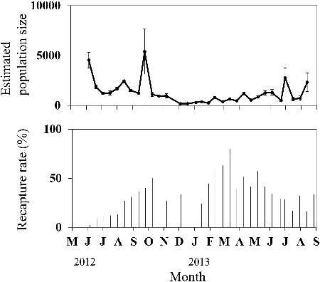 Figure 6. Total numbers and 95% confidence intervals for Candidia sieboldii on each sampling date, as estimated by using the Jolly–Seber method (top), and percentage recapture rates (bottom) in section 2 of the Hodoji River, Japan.