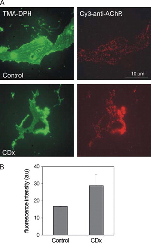 Supplementary Figure 1.  Fluorescent-labelled domains can be visualized using antibodies against cytoplasmic-facing epitopes of the AChR. (A) Membrane sheets generated before CDx treatment (as in Figure 4C–D) fixed and labelled with H-101, ?followed by anti-rabbit Cy3-IgG (right panel, red) and TMA-DPH (left panel, green) in control or CDx-treated cells. (B) Total fluorescence intensity in control and CDx treated membrane sheets. Data represent the mean±SD of at least 3 independent experiments. The results obtained with antibody-labelled AChR are similar to those observed with Alexa488-αBTX (Figure 4C–D).