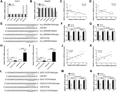 Figure 3 circ_0005394 sponges miR-507 and miR-515-5p to upregulate E2F3 and CXCL6 expression, respectively. (A) Relative miRNAs expression was detected after circ_0005394 knockdown in Huh-7 cells. (B) Relative miRNAs expression was detected after circ_0005394 overexpression in HepG2 cells. (C, D) Correlation analysis of circ_0005394 and miR-507/miR-515-5p in HCC patients’ tissues. (E) Diagrammatic sketch of the binding sites for circ_0005394 and miR-507/miR-515-5p. (F, G) Luciferase reporter assay was conducted to evaluate the interaction ability between miR-507/miR-515-5p and circ_0005394. (H) Relative E2F3 mRNA expression was measured after miR-507 knockdown/overexpression in Huh-7 and HepG2 cells. (I) Relative CXCL6 mRNA expression was measured after miR-515-5p knockdown/overexpression in Huh-7 and HepG2 cells. (J, K) Correlation analysis of circ_0005394 and E2F3/CXCL6 mRNA in HCC patients’ tissues. (L) Diagrammatic sketch of the binding sites for E2F3 3ʹ-UTR/miR-507 and CXCL6 3ʹ-UTR/miR-515-5p. (M) Luciferase reporter assay was conducted to evaluate the interaction ability between miR-507 and E2F3 3ʹ-UTR. (N) Luciferase reporter assay was conducted to evaluate the interaction ability between miR-515-5p and CXCL6 3ʹ-UTR. * P<0.05, ** P<0.01.