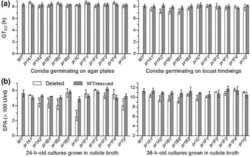 Figure 3. Impacts of each pr1 deletion on germination of conidia and secretion of Pr1 proteases in the presence of insect cuticle. (a) GT50 (h) estimates of all tested strains for 50% conidial germination on agar plates and locust hindwings at optimal 25°C. (b) Total levels of extracellular Pr1 activities (EPA) quantified from the supernatants of the submerged cultures incubated 24 and 36 h at 25°C in 0.625% M-100 salt solution containing 1% ground locust cuticle as a sole nutrient source. Each culture was generated from the shaking incubation of a 106 conidia/ml suspension in the cuticle broth. The asterisked Δpr1 means in each bar chart differs significantly from those of the corresponding control strains unmarked (Tukey’s HSD, P < 0.05). Error bars: SD from three replicates