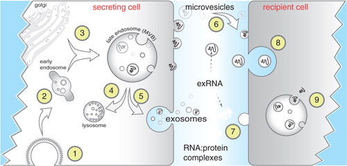 Fig. 1.  Biogenesis and uptake of exRNA. Endocytosis is commonly mediated via clathrin-coated pits (Citation1) after which endocytic vesicles progress from early (Citation2) to late endosomes, also referred to as multivesicular bodies (MVBs). MVBs often fuse with lysosomes for degradation (Citation4) but can also fuse with the plasma membrane (Citation5) thereby releasing exosomes (40–100 nm) to the extracellular space. Microvesicles are larger fragments of plasma membrane that are shed from almost all cells (Citation6). Extracellular RNA (exRNA) can be detected in exosomes and microvesicles, associated with proteins (Citation7), or as part of lipoprotein particles, particularly HDL. exRNA released from secreting cells can be taken up by recipient cells through receptor-mediated endocytosis (Citation8), by fusion of membranes, or by uptake of RNA–protein complexes or lipoproteins. Although the exact mechanisms remain unclear, exRNA is released inside recipient cells (Citation9) to effect changes in gene expression.