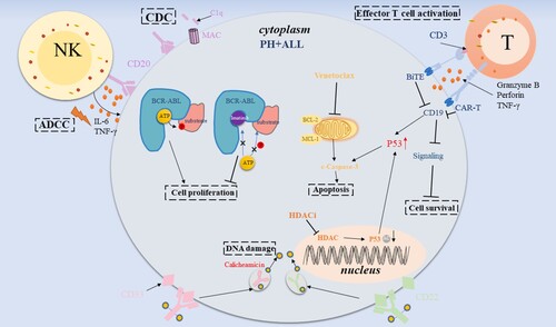 Figure 2. Mechanism of action of multiple targeted therapeutics in PH + ALL. CDC: complement-dependent cytotoxicity. ADCC: antibody-dependent cell-mediated cytotoxicity.
