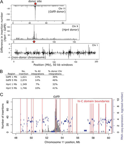 Fig 3 Local hopping behavior of PB. (A) Histogram showing the difference in integrations observed from each donor locus on chromosomes 11 and X. Results for chromosome 1, which did not contain a PB donor locus, are shown for comparison. y axis, number of insertions from Hprt minus number from Gdf9 in 50-kb windows; red arrows, PB donor sites. (B) Percentage of local reintegrations. (C) Gdf9 local reintegration profile with chromatin interaction domain boundaries annotated from Hi-C data (red). Black bars, number of PB reintegrations; blue horizontal bars, locations of genes, with the height indicating the expression level represented by the RNA sequence (RNA-seq) read number on a log10 scale.