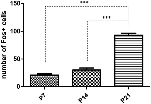 Figure 2. Quantitative analysis of Fos positive cells in the main olfactory bulb in rats exposed to single maternal separation (SMS). Graph shows the number of Fos positive cells in the P7 (22.83 ± 1.13), P14 (30.00 ± 3.53), and P21 (93.10 ± 3.49) animals after SMS. Data are shown as mean ±SEM. Asterisks (***) indicate significant difference, p < .001.