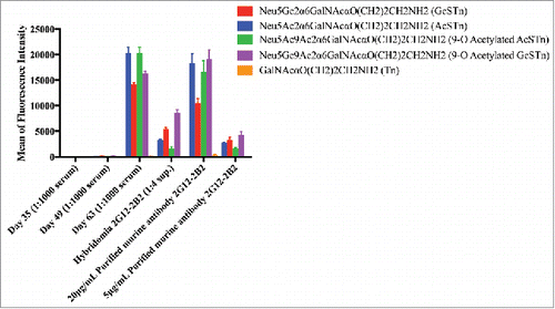 Figure 3. Immunization resulted in STn specific antibodies as seen in sera and purified hybridoma supernatants. Immune response and antibody evolution from a single animal demonstrated significant and specific STn binding. The antibody binds to all 4 variants of STn included on the array (Neu5Ac/Gc and 9-O acetylated forms). Antibody generation was monitored in serum after immunization (Day 35, 49 and 63) using the glycan array. STn-specific antibodies were observed starting on Day 63, no significant binding was observed to non-STn glycans. This mouse was used to generate hybridomas and clone 2G12–2B2 was selected for STn specificity. Purified antibodies from this hybridoma supernatant demonstrated significant and specific STn binding on the glycan array.