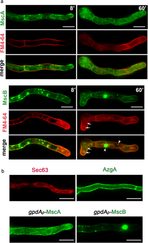 Figure 3. Subcellular localization of MscA and MscB. A. Epifluorescence microscopy of strains overexpressing GFP-tagged versions of MscA and MscB, co-stained with FM4-64. MscA labels the cortical and perinuclear ER network, but not the PM (upper panel). In the case of MscB significant co-localization with FM4-64 was obtained at the PM (lower panel). GFP-MscB also labels cytosolic aggregates (arrowheads) and vacuoles (arrows), as shown in 60 min pictures. B. Epifluorescence microscopy of GFP-tagged MscA and MscB compared to mCherry-Sec63 and AzgA-GFP, which are cortical ER and PM markers, respectively. Notice the rather similar localization of MscA and MscB with mCherry-Sec63 and AzgA-GFP, respectively. Scale bars: 5 μm.
